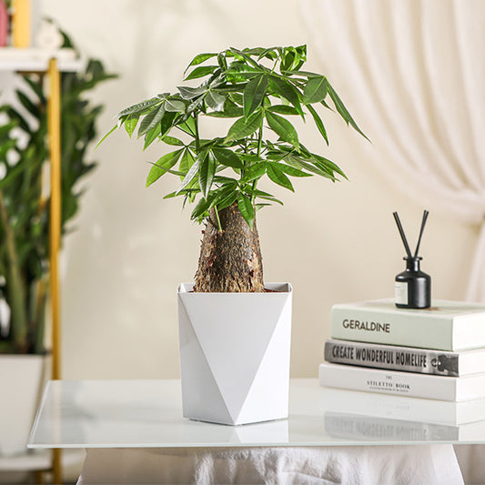 Nordic Style Diamond Planter Set for Money Plant and Lucky Tree - Ceramic and Resin Material, Easy to Use and Decorate Your Space-ALB
