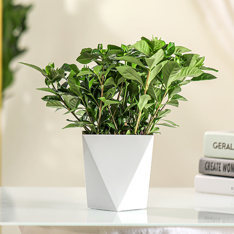 Nordic Style Diamond Planter Set for Money Plant and Lucky Tree - Ceramic and Resin Material, Easy to Use and Decorate Your Space-ALB