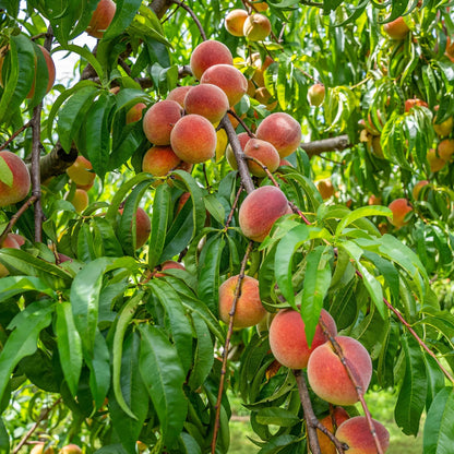 🍑Ultra-Sweet Juicy Peach Tree Planting Kit