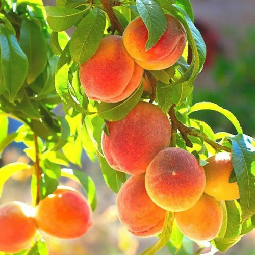🍑Ultra-Sweet Juicy Peach Tree Planting Kit