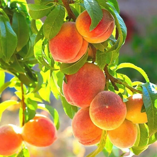🍑Ultra-Sweet Juicy Peach Tree Planting Kit