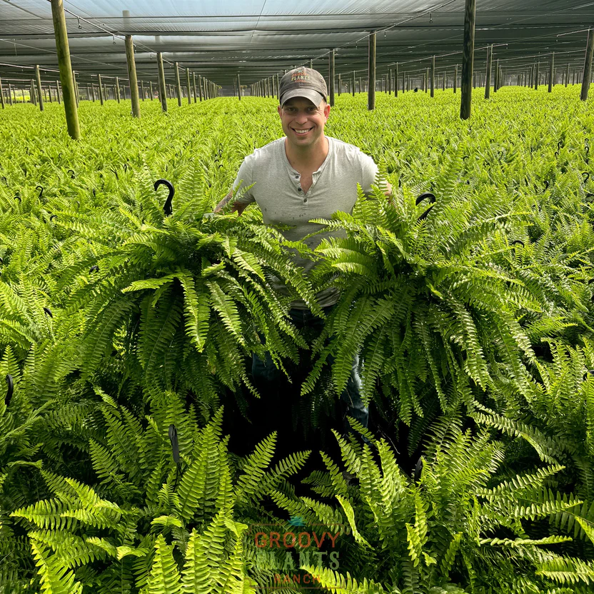🎉Factory Direct Sales 70% Off ! - UV-Resistant Lifelike Artificial Boston Fern
