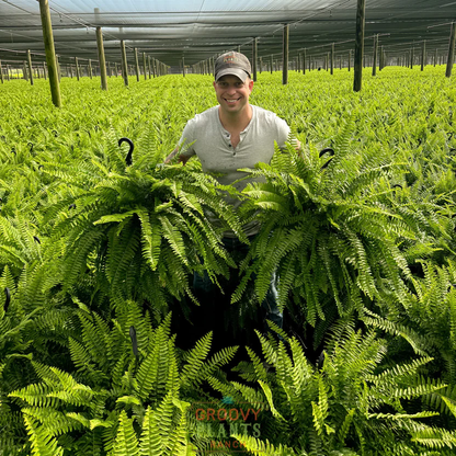 🎉Factory Direct Sales 70% Off ! - UV-Resistant Lifelike Artificial Boston Fern
