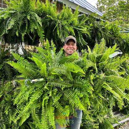 🎉Factory Direct Sales 70% Off ! - UV-Resistant Lifelike Artificial Boston Fern
