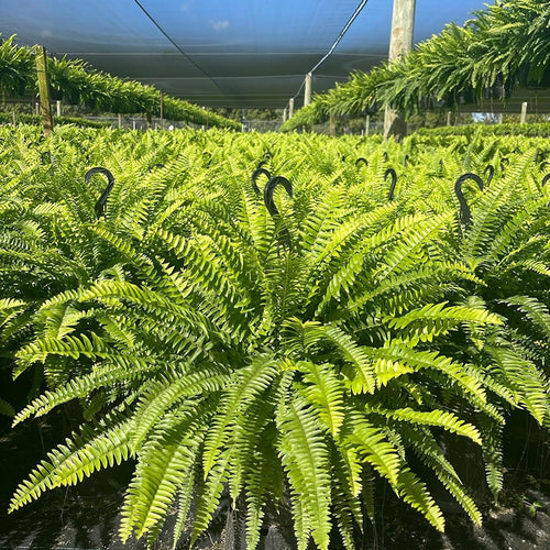 🎉Factory Direct Sales 70% Off ! - UV-Resistant Lifelike Artificial Boston Fern